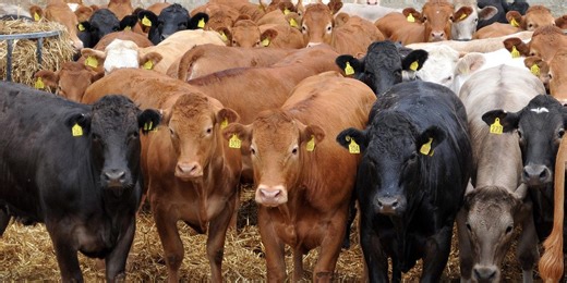 South Africa's agricultural conditions