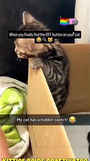 When you finally find the OFF button on your cat 😂🔌🐱 #CatSwitch #FunnyPets #CatHumor #InstantNap #CatLife #RelatableMemes #PetLovers #ComedyGold | Reelreplayhub