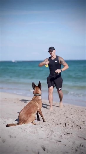 Dog Training Secrets Revealed!