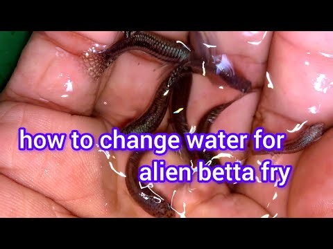 How to change water for alienbetta fry#bettafish #wildbetta #fish