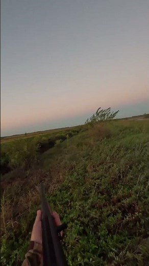 Who’s hoping for a Weatherby Element 2 Upland under the tree this year? #shorts #outdoors #hunting