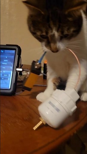 Trying to work on a homemade pulse sensor...damn cat #rock #autohumor