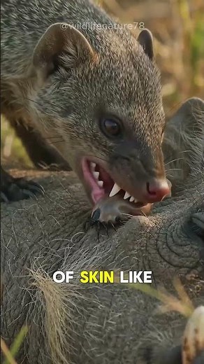 Why Did This Mongoose Climb on a Wild Pig? 😱 Nature's Hidden Secret!