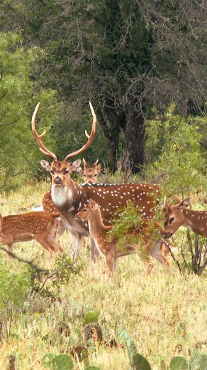 Axis roar during mating season, which typically peaks in late spring to early summer! This roaring serves as a vocal display to attract females and establish dominance over other males. Similar to the way elk bugle! #axishunting #axisdeer #roar #axishunt #huntingseason #huntinglife #savagearms #tcoutfitters #insideoutdoorstv #whatgetsyououtdoors #igreels #reelsvideo | Inside Outdoors TV