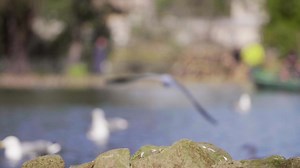 Blurry Shot Of Bird Flying Away | Free Stock Video Footage