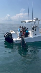 Up 'n Over! All hands needed to get this massive Atlantic bluefin in the boat. Amazing fish @henry.gone.fishing . . . . . . . . . . . . #BDOutdoors #bdoutdoorsdotcom #bloodydecks #offshorefishing #socal #fisherman #anglers #bluefin #tuna #bluefintuna #bft #tunafishing | BD Outdoors