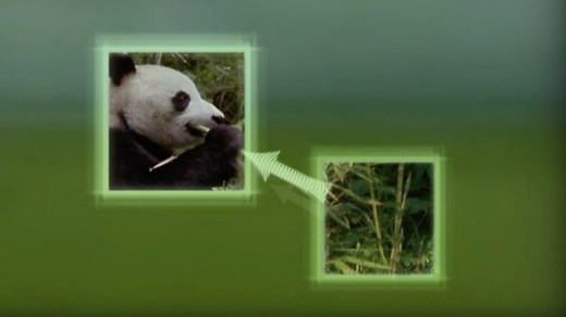 Food webs - Ecosystems – transferring energy – WJEC - GCSE Biology (Single Science) Revision - WJEC - BBC Bitesize