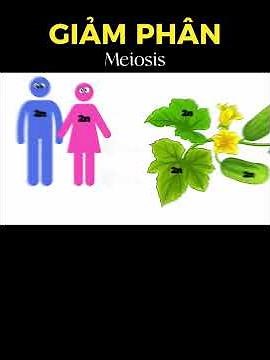 KHTN 9| Meiosis_Watch and understand_P1