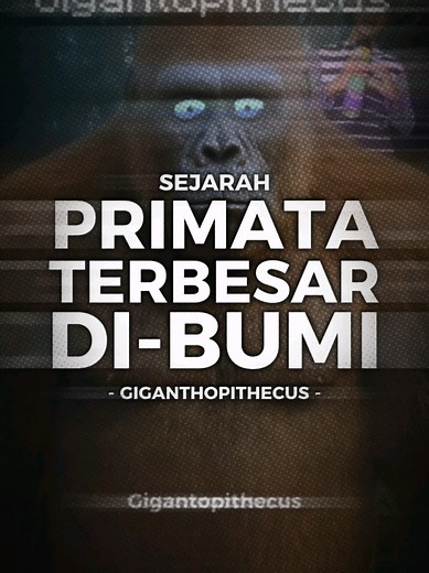 Sejarah & Asal Usul Penemuan Gigantopithecus #gigantophitecus #keraraksasa #history #sejarah #edukasi