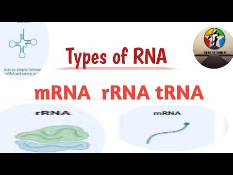 Types Of RNA ll mRNA rRNA tRNA