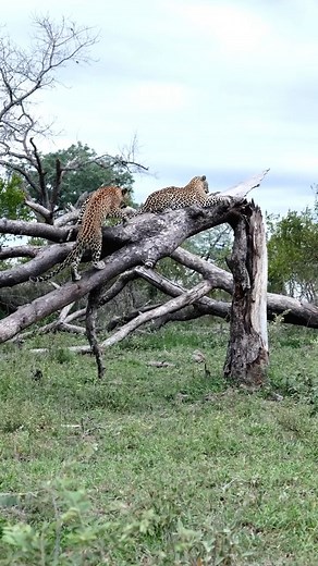 Playful Leopard Battle Takes a Surprising Turn! | Wild Africa