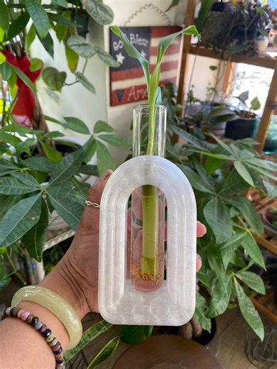 Lucky Bamboo Display Symbol of Love, Luck, and Prosperity - Etsy