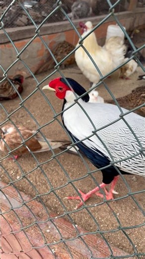 Alguém conhece essa espécie de ave? #rondonia #avesexóticas #nature #brasil #aves