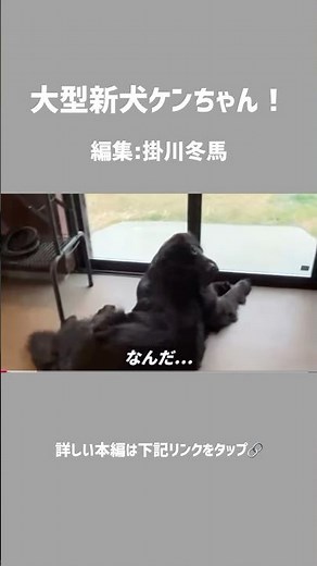 大型新犬ケンちゃん！#さかがみ家 #保護犬 #保護猫 #cat #dog #坂上忍 #猫のいる暮らし