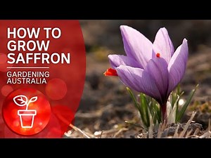 How to grow the most expensive spice in the world | Wow to | Gardening Australia