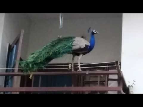 Peacocks Spotted, India National Bird Mayur, Sacred Pakshi in Delhi Residential Urban Set