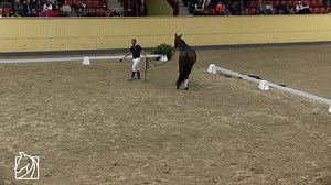 465 reactions · 39 shares | We often forget to also train our horses...