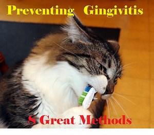 8 Ways to Take Care of Your Cat's Teeth and Gums