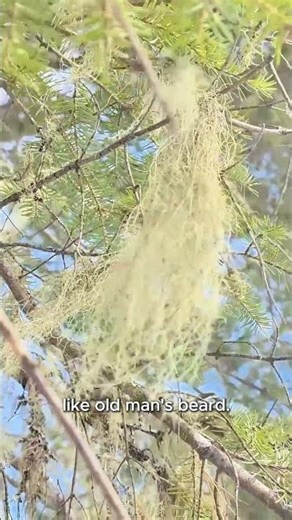 3 Lichen Shapes You’ll See on Any Forest Walk