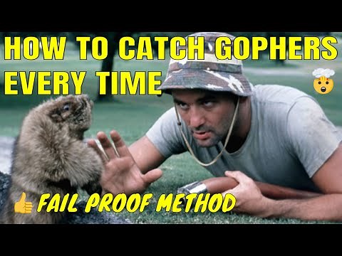 How to catch Gophers with Victor Black Box Gopher Traps - Gopher Control #gopher #gophertrap