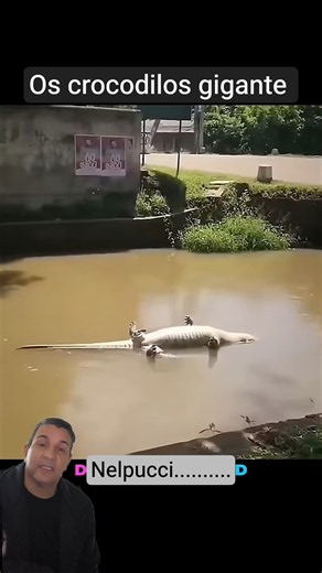 o crocodilo gigante #videoviral #animallife #animals #africa #crocodile