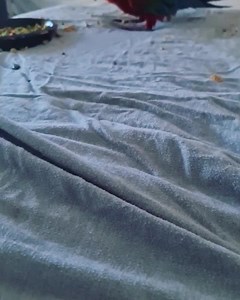 7K views · 1.1K reactions | This super love bug ( greenwing macaw) is available, he is a sweet baby and would make an awesome companion macaw for a family and loves to be on the wing so he has great free flight potential if the owner wished to pursue this, if interested please call me on 0448922492, I don't discuss our babies through text ~ Tracey | Macaws Australia | Facebook