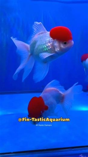 Exotic Red Head Goldfish Showcase 🌟 | Ultra Rare & Colorful Fish