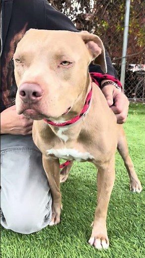 NEW A5511825 Papi | Pitbull
