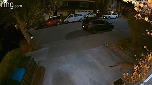 4.2K views · 67 reactions | MOUNTAIN LION SIGHTING! Due to the...