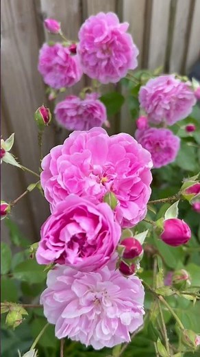 This is English shrub rose ” Harlow Carr” -(Aushouse) #gardenerben