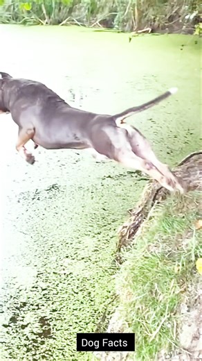 #dog #facts #history #shorts #viral