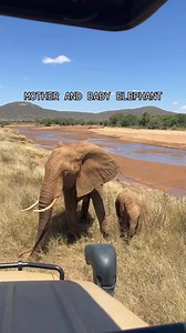 30K views · 1.3K reactions | Cute mother and baby elephant duo in...