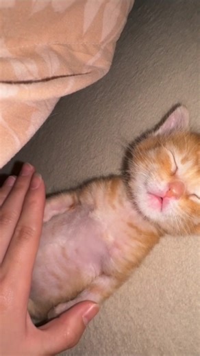 Cutest Tiny Kitten Purring While Sleeping 🐱💤 | Heart-Melting Cat ASMR