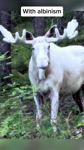 How animals look with albinism 🤯