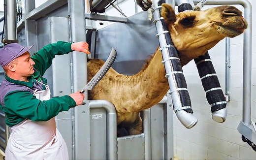 【Noal Farm】骆驼养殖，骆驼肉和骆驼奶是如何生产的呢🐪？骆驼养殖技术🐫！Modern Camel Meat Processing Factory!