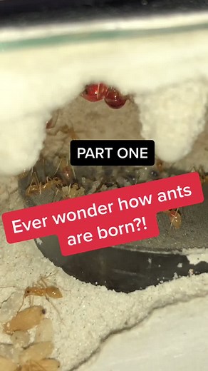 How Ants Are Born: Exploring the Fascinating Reproduction Process