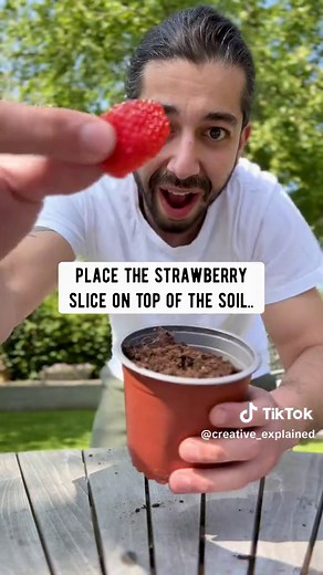 How to Grow Berries with.. a slice! 🤯🌱🍓 #strawberry #berries #plantsoftiktok #gardening101 #gardening #diy #wow