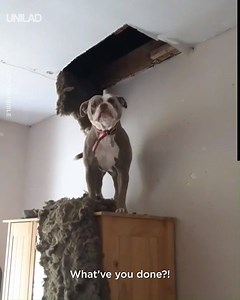 "My dog came through the ceiling... This is NOT what I needed today" 😣🐶 | UNILAD