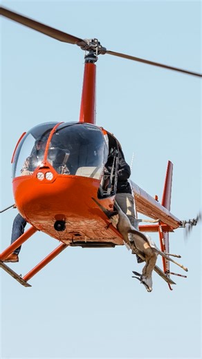 2.2K views · 117 reactions | We had an excellent time kicking off our annual Middelburg Charity Cull, by hunting down some Springbuck with the Chopper!  - @philipgilbertmedia_ #megaspringbuck #headshot #hunting #huntingseason #megaspringbuckexperience #southafrica #perfectshot | MEGA SPRINGBUCK | Facebook