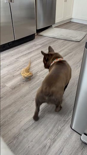 Bearded Dragon and French Bulldog Play Together || ViralHog
