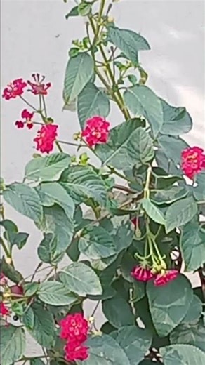 lantana in winter