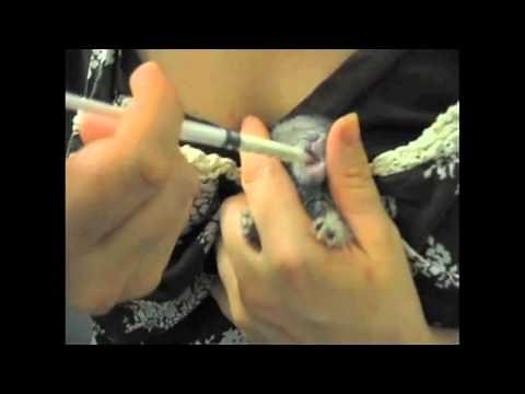 How to Feed Baby Bunnies