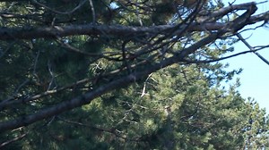 DSW Students Share Their Experiences With Placement - St. Clair College