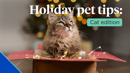 Nationwide_-_Holiday_Tips_-_Cat_-_100925[1].mp4