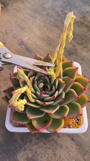Caring for Succulent Plants: Trimming & Maintenance Tips