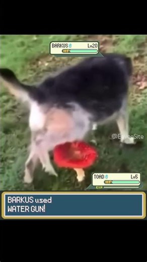 DOG uses his WATER GUN and it's SUPER EFFECTIVE! - EeveeSite #pokemon #irlpokemon #funnydogs