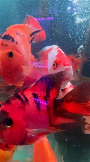39 reactions | Red parrot fish are vibrant, hybrid cichlids known for...