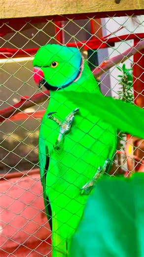 Ringneck parrot 🦜 #parrotcare #parrot #birds #birdsmarket