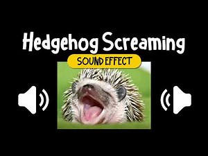 Hedgehog Screaming Sound Effect | 刺蝟 叫聲 尖叫 動物 音效 (High Quality)