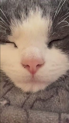 Hard work pays off 😽#funnycats #cat #cutecat #animal #kittens #funnyanimals